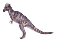 Pachycephalosaurus wyomingensis Skull – Lance Fm Specimen – Display Replica  – Black Hills Institute