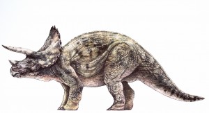 adult triceratops small