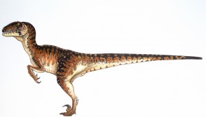 velociraptor small