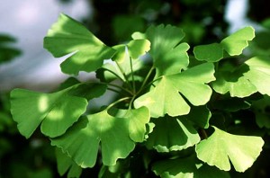 Ginkgoes (S F)