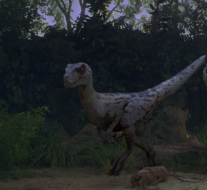 Velociraptor antirrhopus sornaensis Alpha Female (S/F)