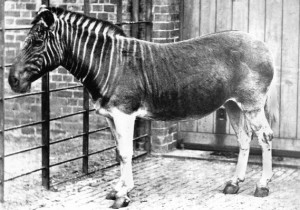 A quagga specimen, taken in 1870 at the London Zoo.