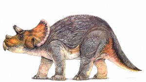 Juvenile Triceratops Animatronic