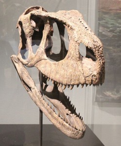 Skull, taken from the National Geographic museum.