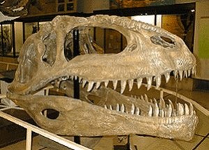 Skull cast of an adult Giganotosaurus.