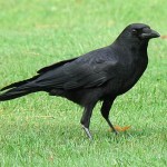 American Crow (S/F)