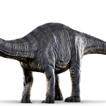 Apatosaurus sp. (S/F)