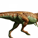 Pachycephalosaurus wyomingensis (S/F)