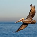 Brown Pelican (S/F)