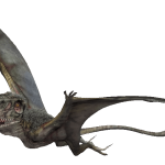 Dimorphodon macronyx (S/F)