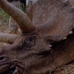 Triceratops horridus (S/F) / (S/F-T/G) / (S/F-S)