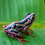 Common Reed Frog (S/F)