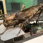 Hybrid Locust (S/F)